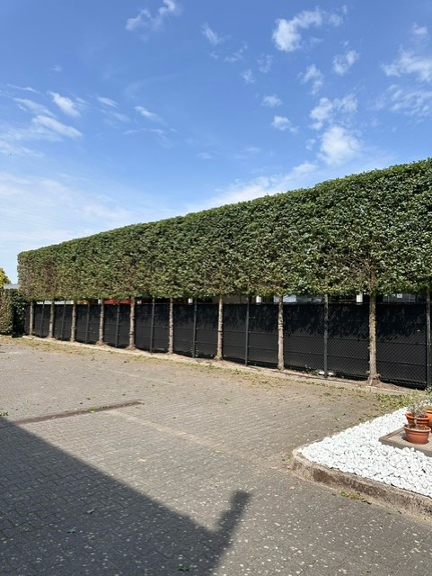 Grote haag professioneel gesnoeid